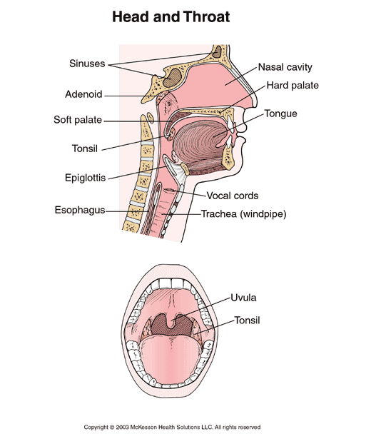 Diagram Of The Mouth And Throat 85