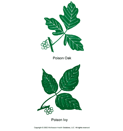 Identifying Poison Ivy, Poison Oak and Poison Sumac ...