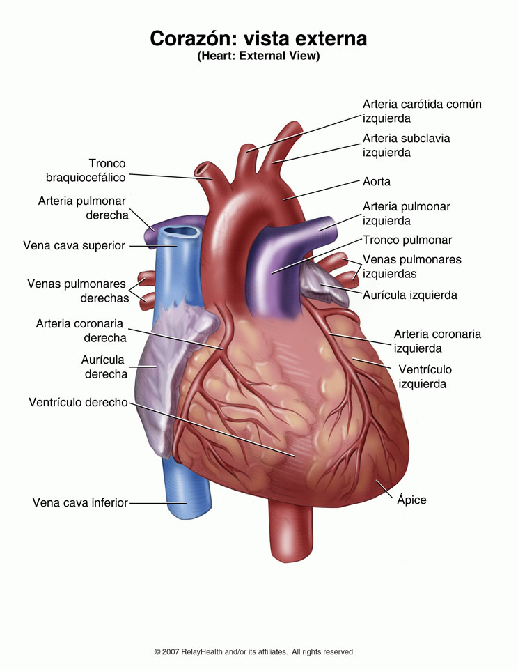 Corazón (vista externa): ilustración