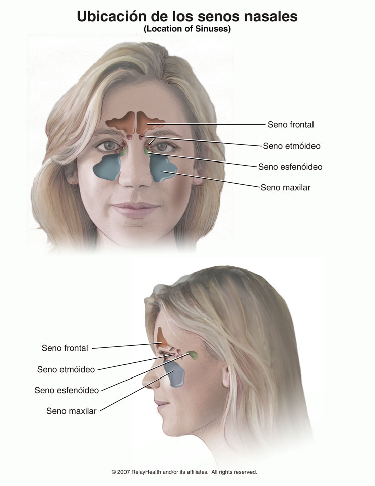 Ubicación de los senos nasales: ilustración
