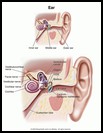 Thumbnail image of: Ear: Illustration