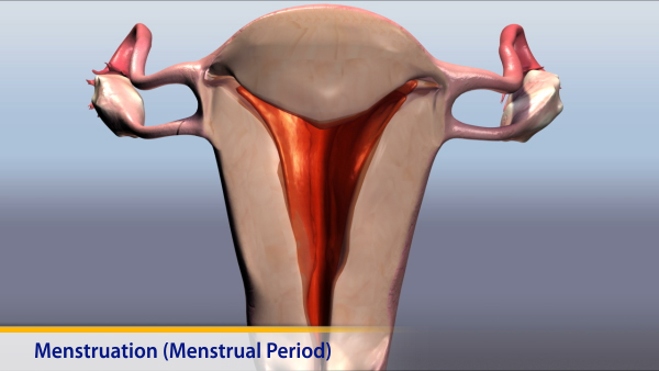 Thumbnail image of: Menstruation (Menstrual Period)
