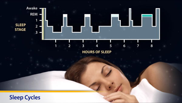 Thumbnail image of: Sleep Cycles
