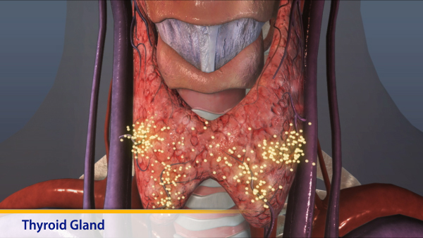 Thumbnail image of: Thyroid Gland