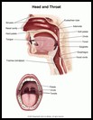 Thumbnail image of: Head and Throat: Illustration