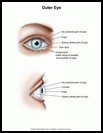 Thumbnail image of: Outer Eye: Illustration