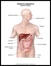 Thumbnail image of: Sistema digestivo: ilustración