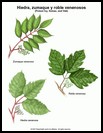 Thumbnail image of: Hiedra venenosa y toxicodendron: ilustración