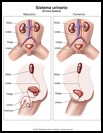 Thumbnail image of: Sistema urinario: ilustración