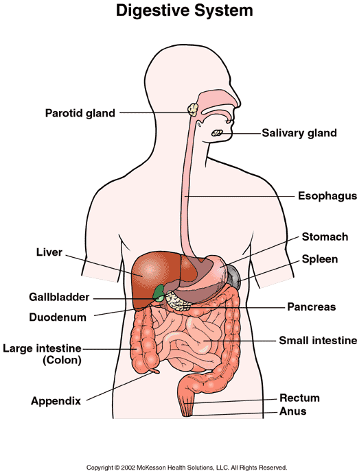 Digestive System: Illustration