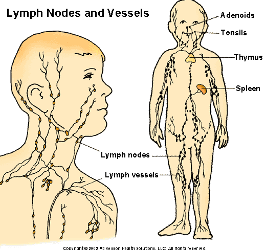 Lymph Nodes and Vessels: Illustration