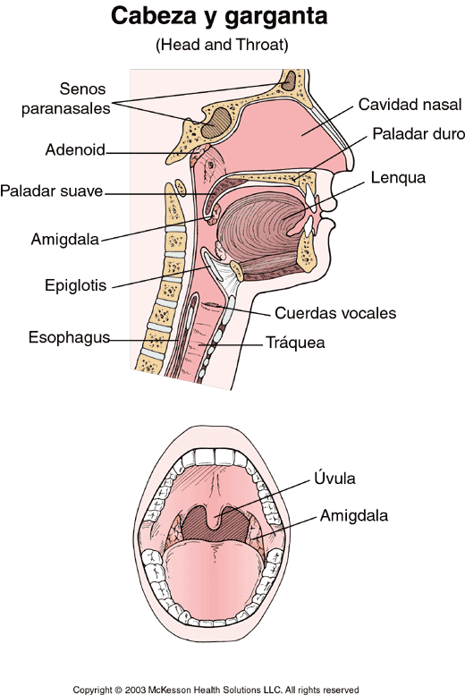 Cabeza y garganta: ilustracin
