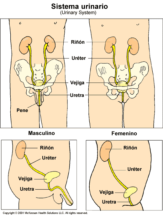 Sistema urinario: ilustracin
